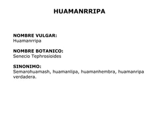 HUAMANRRIPA 
NOMBRE VULGAR: 
Huamanrripa 
NOMBRE BOTANICO: 
Senecio Tephrosioides 
SINONIMO: 
Semarohuamash, huamanlipa, huamanhembra, huamanripa 
verdadera. 
 