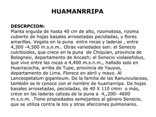 HUAMANRRIPA 
DESCRPCION: 
Planta erguida de hasta 40 cm de alto, rizomatosa, rizoma 
cubierto de hojas basales arrosetadas pecioladas, y flores 
amarillas. Vegeta en la puna entre rocas y laderas , entre 
4,300 -4,500 m.s.n.m.. Otras variedades son: el Senecio 
culcitioides, que crece en la puna de Chiquian, provincia de 
Bolognesi, departamento de Ancash; el Senecio violaeefolius, 
que vive entre las rocas a 4,400 m.s.n.m., hallado solo en 
Huacracocha, arriba de Tupe, provincia de Yauyos, 
departamento de Lima. Florece en abril y mayo. Al 
Lanceopetalum giganteum. De la familia de las Ranunculaceas, 
también se le conoce con el nombre de huamanripa. De hojas 
basales arrosetadas, pecioladas, de 40 X 110 cmm o más, 
crece en las laderas calizas de la puna a 4,,200- 4600 
m.s.n.m. .Tiene propiedades semejantes al género Senecio, 
que se utiliza contra la tos y otras afecciones pulmonares. 
 