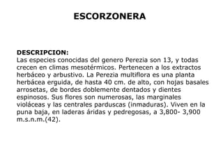 ESCORZONERA 
DESCRIPCION: 
Las especies conocidas del genero Perezia son 13, y todas 
crecen en climas mesotérmicos. Pertenecen a los extractos 
herbáceo y arbustivo. La Perezia multiflora es una planta 
herbácea erguida, de hasta 40 cm. de alto, con hojas basales 
arrosetas, de bordes doblemente dentados y dientes 
espinosos. Sus flores son numerosas, las marginales 
violáceas y las centrales parduscas (inmaduras). Viven en la 
puna baja, en laderas áridas y pedregosas, a 3,800- 3,900 
m.s.n.m.(42). 
 
