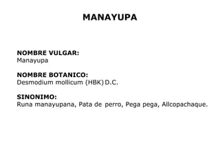 MANAYUPA 
NOMBRE VULGAR: 
Manayupa 
NOMBRE BOTANICO: 
Desmodium mollicum (HBK)D.C. 
SINONIMO: 
Runa manayupana, Pata de perro, Pega pega, Allcopachaque. 
 