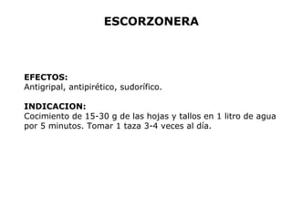 ESCORZONERA 
EFECTOS: 
Antigripal, antipirético, sudorífico. 
INDICACION: 
Cocimiento de 15-30 g de las hojas y tallos en 1 litro de agua 
por 5 minutos. Tomar 1 taza 3-4 veces al día. 
 