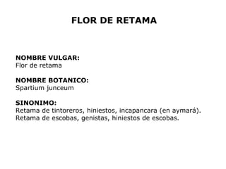 FLOR DE RETAMA 
NOMBRE VULGAR: 
Flor de retama 
NOMBRE BOTANICO: 
Spartium junceum 
SINONIMO: 
Retama de tintoreros, hiniestos, incapancara (en aymará). 
Retama de escobas, genistas, hiniestos de escobas. 
 