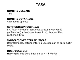 TARA 
NOMBRE VULGAR: 
Tara 
NOMBRE BOTANICO: 
Caesalpina spinosa 
COMPOSICION QUIMICA: 
Las hojas contienen tanunos: gálicos y derivados 
polifenoles (derivados antracénicos). Las semillas 
contienen 17 a 
INDICACIONES TERAPEUTICAS: 
Desinflamante, astringente. Su uso popular es para curtir 
cuero. 
DOSIFICACION: 
Hacer gargaras de la infusión de 4 - 6 vainas. 
 