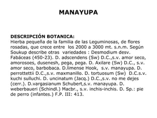 MANAYUPA 
DESCRIPCIÓN BOTANICA: 
Hierba pequeña de la familia de las Leguminosas, de flores 
rosadas, que crece entre los 2000 a 3000 mt. s.n.m. Según 
Soukup describe otras variedades : Desmodium desv. 
Fabáceas (450-23). D. adscendens (Sw) D.C.,s.v. amor seco, 
amorosoes, dusenesh, pega, pega. D. Axilare (Sw) D.C., s.v. 
amor seco, barbobaca. D.limense Hook, s.v. manayupa. D. 
perrottettii D.C.,s.v. maxmanillo. D. tortuosum (Sw) D.C.s.v. 
kuchi sulluchi. D. uncinatum (Jacq.) D.C.,s.v. no me dejes 
(cerr.). D.vargasianum Schubert,s.v. manayupa. D. 
weberbaueri (Schindl.) Macbr., s.v. inchis-inchis. D. Sp.: pie 
de perro (infantes.) F.P. III: 413. 
 