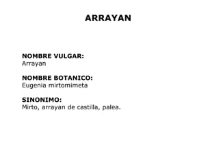 ARRAYAN 
NOMBRE VULGAR: 
Arrayan 
NOMBRE BOTANICO: 
Eugenia mirtomimeta 
SINONIMO: 
Mirto, arrayan de castilla, palea. 
 