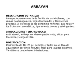 ARRAYAN 
DESCRIPCION BOTANICA: 
La especie peruana es de la familia de las Mirtáceas, con 
ramas cuadrangulares, hojas lanceoladas y florescencia 
pruinosa. A los frutos se les denomina mirtones. Las hojas y 
los frutos son aromáticos, ligeramente dulces y astringentes. 
INDICACIONES TERAPEUTICAS: 
Anticatarral, antiseptico, descongestionante; eficaz para 
leucorrea y conjuntivitis. 
DOSIFICACION: 
Cocimiento de 10 -20 gr. de hojas y tallos en un litro de 
agua hervir por cinco minutos. Usar para lavados externos . 
También se puede hacer inhalaciones. 
 