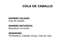 COLA DE CABALLO 
NOMBRE VULGAR: 
Cola de caballo 
NOMBRE BOTANICO: 
Equisetum arvemse 
SINONIMO: 
Tembladera ,Caballo chupa, Cola de rata. 
 