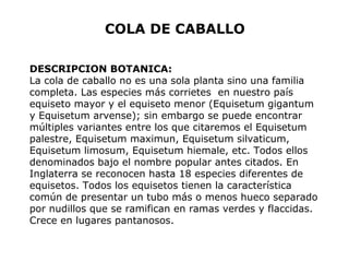 COLA DE CABALLO 
DESCRIPCION BOTANICA: 
La cola de caballo no es una sola planta sino una familia 
completa. Las especies más corrietes en nuestro país 
equiseto mayor y el equiseto menor (Equisetum gigantum 
y Equisetum arvense); sin embargo se puede encontrar 
múltiples variantes entre los que citaremos el Equisetum 
palestre, Equisetum maximun, Equisetum silvaticum, 
Equisetum limosum, Equisetum hiemale, etc. Todos ellos 
denominados bajo el nombre popular antes citados. En 
Inglaterra se reconocen hasta 18 especies diferentes de 
equisetos. Todos los equisetos tienen la característica 
común de presentar un tubo más o menos hueco separado 
por nudillos que se ramifican en ramas verdes y flaccidas. 
Crece en lugares pantanosos. 
 