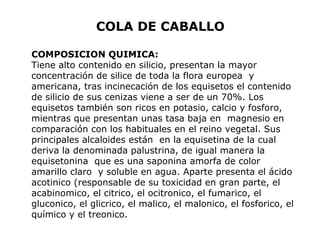 COLA DE CABALLO 
COMPOSICION QUIMICA: 
Tiene alto contenido en silicio, presentan la mayor 
concentración de silice de toda la flora europea y 
americana, tras incinecación de los equisetos el contenido 
de silicio de sus cenizas viene a ser de un 70%. Los 
equisetos también son ricos en potasio, calcio y fosforo, 
mientras que presentan unas tasa baja en magnesio en 
comparación con los habituales en el reino vegetal. Sus 
principales alcaloides están en la equisetina de la cual 
deriva la denominada palustrina, de igual manera la 
equisetonina que es una saponina amorfa de color 
amarillo claro y soluble en agua. Aparte presenta el ácido 
acotinico (responsable de su toxicidad en gran parte, el 
acabinomico, el citrico, el ocitronico, el fumarico, el 
gluconico, el glicrico, el malico, el malonico, el fosforico, el 
químico y el treonico. 
 