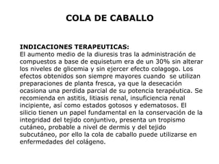 COLA DE CABALLO 
INDICACIONES TERAPEUTICAS: 
El aumento medio de la diuresis tras la administración de 
compuestos a base de equisetum era de un 30% sin alterar 
los niveles de glicemia y sin ejercer efecto colagogo. Los 
efectos obtenidos son siempre mayores cuando se utilizan 
preparaciones de planta fresca, ya que la desecación 
ocasiona una perdida parcial de su potencia terapéutica. Se 
recomienda en astitis, litiasis renal, insuficiencia renal 
incipiente, así como estados gotosos y edematosos. El 
silicio tienen un papel fundamental en la conservación de la 
integridad del tejido conjuntivo, presenta un tropismo 
cutáneo, probable a nivel de dermis y del tejido 
subcutáneo, por ello la cola de caballo puede utilizarse en 
enfermedades del colágeno. 
 