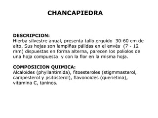 CHANCAPIEDRA 
DESCRIPCION: 
Hierba silvestre anual, presenta tallo erguido 30-60 cm de 
alto. Sus hojas son lampiñas pálidas en el envés (7 - 12 
mm) dispuestas en forma alterna, parecen los poliolos de 
una hoja compuesta y con la flor en la misma hoja. 
COMPOSICION QUIMICA: 
Alcaloides (phyllantimida), fitoesteroles (stigmmasterol, 
campesterol y psitosterol), flavonoides (querietina), 
vitamina C, taninos. 
 