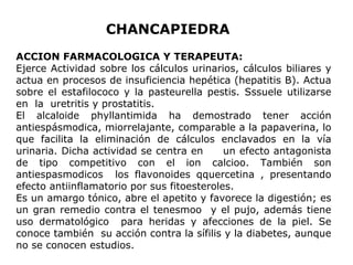 CHANCAPIEDRA 
ACCION FARMACOLOGICA Y TERAPEUTA: 
Ejerce Actividad sobre los cálculos urinarios, cálculos biliares y 
actua en procesos de insuficiencia hepética (hepatitis B). Actua 
sobre el estafilococo y la pasteurella pestis. Sssuele utilizarse 
en la uretritis y prostatitis. 
El alcaloide phyllantimida ha demostrado tener acción 
antiespásmodica, miorrelajante, comparable a la papaverina, lo 
que facilita la eliminación de cálculos enclavados en la vía 
urinaria. Dicha actividad se centra en un efecto antagonista 
de tipo competitivo con el ion calcioo. También son 
antiespasmodicos los flavonoides qquercetina , presentando 
efecto antiinflamatorio por sus fitoesteroles. 
Es un amargo tónico, abre el apetito y favorece la digestión; es 
un gran remedio contra el tenesmoo y el pujo, además tiene 
uso dermatológico para heridas y afecciones de la piel. Se 
conoce también su acción contra la sífilis y la diabetes, aunque 
no se conocen estudios. 
 