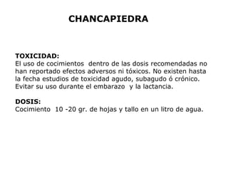 CHANCAPIEDRA 
TOXICIDAD: 
El uso de cocimientos dentro de las dosis recomendadas no 
han reportado efectos adversos ni tóxicos. No existen hasta 
la fecha estudios de toxicidad agudo, subagudo ó crónico. 
Evitar su uso durante el embarazo y la lactancia. 
DOSIS: 
Cocimiento 10 -20 gr. de hojas y tallo en un litro de agua. 
 
