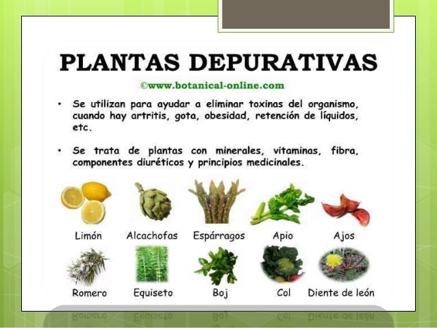 Plantas Medicinales En Mexico Presentacion Final