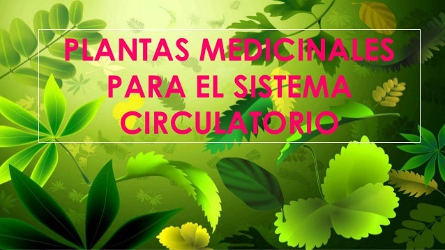 Cuales Son Las Plantas Medicinales 5 plantas que ayudan a combatir la mala circulación sanguínea