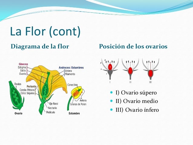 Plantas ppt-lucas-viscaino