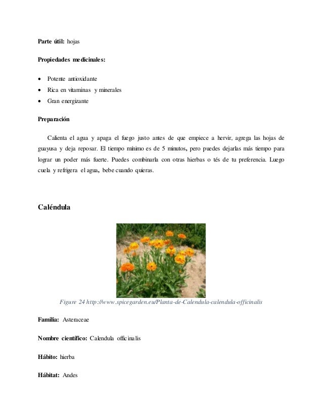 Plantas Medicinales Del Mercado Santa Clara De La Ciudad De Quito Por