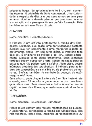 11
pequenas bagas, de aproximadamente 5 cm, com semen-
tes escuras. É originária da Itália continental. Urna curiosi-
dade a respeito da Giesta é que seus ramos servem para
amarrar videiras e demais plantas que precisem de uma
sustentação extra para garantir sua perfeita formação. Dela
também se extraem fibras têxteis.
 
GIRASSOL
 
Nome científico: HelianthusAnnuus
 
0 Girassol é um arbusto pertencente à família das Com-
postas Tubifloras, que possui uma particularidade bastante
curiosa: sua flor, semelhante a uma margarida gigante de
cor amarela, segue, em seu curso diário, a trajetória feita
pelo sol. É originário do México e do Peru, sendo ampla-
mente cultivado como planta ornamental. Suas sementes
torradas podem substituir o café, sendo indicadas para as
pessoas que não podem com a cafeína. Além disso, possui
inúmeras propriedades terapêuticas. É indicado para as fe-
bres em conseqüência da malária ou de problemas pulmo-
nares; é eficaz também rio combate às doenças do estô-
mago e resfriados.
Esse arbusto pode chegar à altura de 3 m. Sua haste é reta
e verde, suas folhas são largas e cobertas por uma lanu-
gem rala e dura. Suas sementes e frutos se encontram na
região interna das flores, que costumam abrir durante o
verão.
 
IMPERATÓRIA
 
Nome científico: Peucedanum Ostruthium
 
Planta muito comum nas regiões montanhosas da Europa.
A Imperatória, pertencente a família das Umbelíferas, tem
raiz tuberosa, caule reto, medindo aproximadamente 20
 