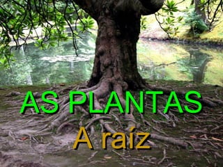 AS PLANTAS
A raíz

 