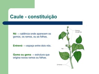 Caule - constituição Nó  -> saliência onde aparecem os gomos, os ramos, ou as folhas. Entrenó  -> espaço entre dois nós. Gomo ou gema  -> estrutura que origina novos ramos ou folhas. 