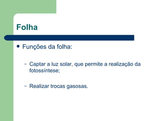 Folha Funções da folha: Captar a luz solar, que permite a realização da fotossíntese; Realizar trocas gasosas.  