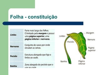 Folha - constituição 