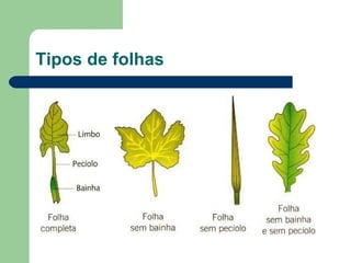 Tipos de folhas 