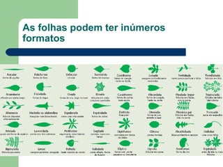 As folhas podem ter inúmeros formatos 