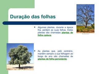 Duração das folhas Algumas plantas, durante a época fria, perdem as suas folhas. Estas plantas são chamadas  plantas de folha caduca .  As plantas que, pelo contrário, mantêm sempre a sua folhagem ao longo do ano são chamadas de  plantas de folha persistente . 