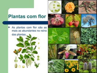 Plantas com flor As plantas com flor são as mais as abundantes no reino das plantas.   