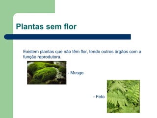 Plantas sem flor Existem plantas que não têm flor, tendo outros órgãos com a função reprodutora. - Musgo   - Feto 
