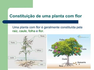 Constituição de uma planta com flor Uma planta com flor é geralmente constituída pela  raiz ,  caule ,  folha  e  flor . 