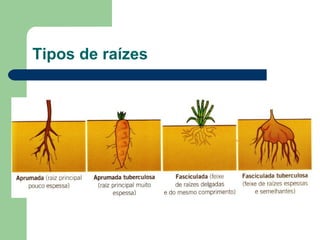 Tipos de raízes 