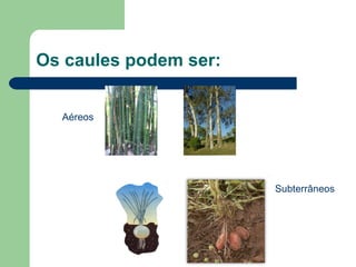 Os caules podem ser: Aéreos Subterrâneos 