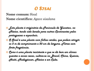 O SISAL
Nome comum: Sisal
Nome científico: Agave sisalana
 Esta planta é originária da Península de Yucatan, no
México, tendo sido levada para outros Continentes pelos
portugueses e espanhois.
 O Sisal é uma planta com folhas verdes, que podem atingir
os 2 m de comprimento e 20 cm de largura. Flores com
forte fragrância.
 Como é uma planta resistente e que se dá bem em climas
quentes e zonas secas, cultiva-se no Brasil, China, Quénia,
Haiti, Madagáscar, México e em Cuba.
 