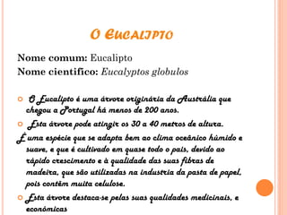 O EUCALIPTO
Nome comum: Eucalipto
Nome cientifico: Eucalyptos globulos
 O Eucalipto é uma árvore originária da Austrália que
chegou a Portugal há menos de 200 anos.
 Esta árvore pode atingir os 30 a 40 metros de altura.
É uma espécie que se adapta bem ao clima oceânico húmido e
suave, e que é cultivado em quase todo o pais, devido ao
rápido crescimento e à qualidade das suas fibras de
madeira, que são utilizadas na industria da pasta de papel,
pois contêm muita celulose.
 Esta árvore destaca-se pelas suas qualidades medicinais, e
económicas
 