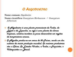 O ALGODOEIRO
Nome comum: Algodoeiro
Nome científico: Gossypium Herbaceum / Gossypium
Arboreum
 O Algodoeiro é uma planta proveniente da Índia, do
Egipto e da Espanha, ou seja é uma planta de climas
tropicais, embora também se possa desenvolver em regiões
de temperatura amena.
 O Algodão produz-se em cerca de 80 Países, sendo um dos
cultivos de maior produção mundial. Os maiores produtores
são: a China, Os Estados Unidos, a Índia, o Paquistão, o
Uzbequistão e o Brasil.
 
