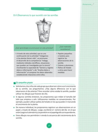 CICLO II
27
Anotaciones
¿Qué aprendizajes se promueven en esta actividad?
¿Qué materiales
necesitamos?
	 A través de esta actividad, que es una
continuación de la actividad "Indagamos
si las plantas tienen vida", se promueve
el desarrollo de la competencia "Indaga,
mediante métodos científicos, situaciones
que pueden ser investigadas por la ciencia"
movilizando la capacidad de "Genera y registra
datos e información" y de "Analiza datos e
información" al comparar los datos obtenidos
estableciendo relaciones entre ellos.
	 Papeles pequeños
o tarjetas para
registrar las
observaciones de la
semilla
	 Colores y plumones
	 Palitos de helado
u otros para hacer
medidas
8.4	Observamos lo que sucedió con las semillas
	 Solicitamosalosniñosdecadagrupoqueobservencómovaelcrecimiento
de su semilla. Les preguntamos: ¿Hay alguna diferencia con lo que
observaron el día anterior? Para recordar cómo estaba la semilla, pueden
utilizar los dibujos que hicieron de ella.
	 Si algunas semillas brotaron, les proponemos que midan el tamaño del
tallo que empieza a salir. Utilizaremos medidas no convencionales. Por
ejemplo, pueden utilizar palitos de helado en los que pueden ir marcando
el crecimiento de la planta.
	 De manera individual, les proponemos registrar sus observaciones en un
papel, a través de dibujos. Luego, escribirán el número del día en el que
están(segúnelcalendario)ylopondránenelpapelógrafocorrespondiente.
	 Estos dibujos nos permitirán ir viendo la secuencia del creciemiento de la
semilla.
En pequeños grupos
 