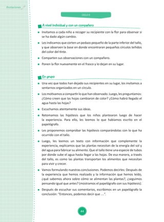CICLO II
44
Anotaciones
	 Una vez que todos han dejado sus recipientes en su lugar, los invitamos a
sentarnos organizados en un círculo.
	 Losmotivamosacompartirloquehanobservado.Luego,lespreguntamos:
¿Cómo creen que las hojas cambiaron de color? ¿Cómo habrá llegado el
agua hasta las hojas?
	 Escuchamos atentamente sus ideas.
	Retomamos las hipótesis que los niños plantearon luego de hacer
la experiencia. Para ello, les leemos lo que habíamos escrito en el
papelógrafo.
	 Les proponemos comprobar las hipótesis comparándolas con lo que ha
ocurrido con el tallo.
	Luego, les leemos un texto con información que complemente la
experiencia, explicamos que las plantas necesitan de la energía del sol y
del agua para fabricar su alimento. Que el tallo tiene una especie de tubos
por donde sube el agua hasta llegar a las hojas. De esa manera, a través
del tallo, es como las plantas transportan los alimentos que necesitan
para vivir y crecer.
	 Vamos formulando nuestras conclusiones. Podemos decirles: Después de
la experiencia que hemos realizado y la información que hemos leído,
¿qué sabemos ahora sobre cómo se alimentan las plantas?, ¿seguimos
pensando igual que antes? (mostramos el papelógrafo con sus hipótesis).
	 Después de escuchar sus comentarios, escribimos en un papelógrafo la
conclusión: “Entonces, podemos decir que .…”.
En grupo
	 Invitamos a cada niño a recoger su recipiente con la flor para observar si
se ha dado algún cambio.
	 Les indicamos que corten un pedazo pequeño de la parte inferior del tallo,
y que observen la base en donde encontraran pequeños círculos teñidos
del color del tinte.
	 Comparten sus observaciones con un compañero.
	 Ponen la flor nuevamente en el frasco y lo dejan en su lugar.
A nivel individual y con un compañero
 