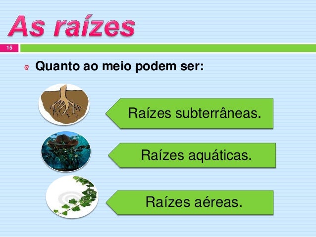 Plantas trabalho de pesquisa carolina miranda Plantas trabalho de pesquisa carolina miranda