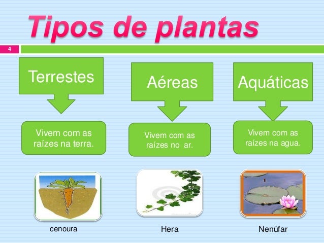 Plantas trabalho de pesquisa carolina miranda Plantas trabalho de pesquisa carolina miranda