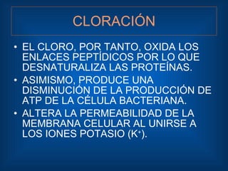 CLORACIÓN <ul><li>EL CLORO, POR TANTO, OXIDA LOS ENLACES PEPTÍDICOS POR LO QUE DESNATURALIZA LAS PROTEÍNAS. </li></ul><ul>...