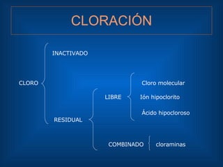 CLORACIÓN CLORO INACTIVADO RESIDUAL LIBRE   COMBINADO Ión hipoclorito Ácido hipocloroso cloraminas Cloro molecular 