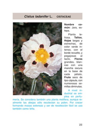 Cistus ladanifer L.         CISTACEAE


                                           Nombre     co-
                                           mún: Jara, es-
                                           tepa.
                                               Planta     le-
                                           ñosa. Tallos.
                                           Hojas largas y
                                           estrechas, de
                                           color verde in-
                                           tenso, con el
                                           borde revuelto, y
                                           pegajosas       al
                                           tacto.    Flores
                                           grandes, blan-
                                           cas con una
                                           mancha oscura
                                           en la base de
                                           cada      pétalo.
                                           Fruto seco de
                                           tipo cápsula, con
                                           numerosas se-
                                           millas diminutas.
                                               A nivel in-
                                           dustrial se em-
                                           plea en perfu-
mería. Se considera también una planta melífera, aunque re-
almente las abejas sólo recolectan su polen. Por crecer
formando masas extensas y ser de recolección fácil se usa
también como leña.




                                                         23
 