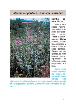 Mentha longifolia (L.) Hudson               LAMIACEAE

                                                Nombre    co-
                                                mún: Menta.
                                                    Planta her-
                                                bácea rizoma-
                                                tosa, cubierta de
                                                pelos blanqueci-
                                                nos       cortos.
                                                Tallos cuadran-
                                                gulares Hojas
                                                simples, opues-
                                                tas, alargadas y
                                                con el borde un
                                                poco dentado.
                                                Flores casi re-
                                                gulares, de color
                                                blanco rosado,
                                                agrupadas en
                                                inflorescencia
                                                espiciforme
                                                laxa.
                                                     Como otras
                                                 varias especies
                                                 del mismo gé-
                                                 nero está consi-
                                                 derada      una
planta medicinal indicada para los trastornos digestivos. Ayuda
en las digestiones difíciles, y también en la eliminación de ga-
ses.




                                                              41
 