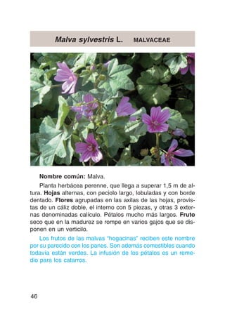 Malva sylvestris L.            MALVACEAE




     Nombre común: Malva.
    Planta herbácea perenne, que llega a superar 1,5 m de al-
tura. Hojas alternas, con peciolo largo, lobuladas y con borde
dentado. Flores agrupadas en las axilas de las hojas, provis-
tas de un cáliz doble, el interno con 5 piezas, y otras 3 exter-
nas denominadas calículo. Pétalos mucho más largos. Fruto
seco que en la madurez se rompe en varios gajos que se dis-
ponen en un verticilo.
    Los frutos de las malvas “hogacinas” reciben este nombre
por su parecido con los panes. Son además comestibles cuando
todavía están verdes. La infusión de los pétalos es un reme-
dio para los catarros.




46
 