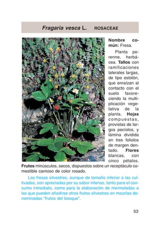 Fragaria vesca L.           ROSACEAE

                                               Nombre     co-
                                               mún: Fresa.
                                                 Planta pe-
                                             renne, herbá-
                                             cea. Tallos con
                                             ramificaciones
                                             laterales largas,
                                             de tipo estolón,
                                             que enraízan al
                                             contacto con el
                                             suelo favore-
                                             ciendo la multi-
                                             plicación vege-
                                             tativa de la
                                             planta. Hojas
                                             compuestas,
                                             provistas de lar-
                                             gos pecíolos, y
                                             lámina dividida
                                             en tres foliolos
                                             de margen den-
                                             tado.     Flores
                                             blancas,     con
                                             cinco pétalos.
Frutos minúsculos, secos, dispuestos sobre un receptáculo co-
mestible carnoso de color rosado.
    Las fresas silvestres, aunque de tamaño inferior a las cul-
tivadas, son apreciadas por su sabor intenso, tanto para el con-
sumo inmediato, como para la elaboración de mermeladas a
las que pueden añadirse otros frutos silvestres en mezclas de-
nominadas "frutos del bosque".


                                                             53
 