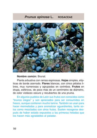 Prunus spinosa L.            ROSACEAE




     Nombre común: Brunal.
    Planta arbustiva con ramas espinosas. Hojas simples, elíp-
ticas de borde aserrado. Flores blancas, con cinco pétalos li-
bres, muy numerosas y agrupadas en corimbos. Frutos en
drupa, esféricos, de poco más de un centímetro de diámetro,
de color violáceo oscuro y recubiertos de una pruina.
    En algunos pueblos de León sus frutos son conocidos como
"brunos ciegos" y son apreciados para ser consumidos en
fresco, aunque contienen mucho tanino. También se usan para
hacer mermeladas y para aromatizar aguardientes, tanto so-
los como mezclados con otros frutos. Suelen recogerse des-
pués de haber estado expuestos a las primeras heladas que
los hacen más agradables al paladar.



56
 