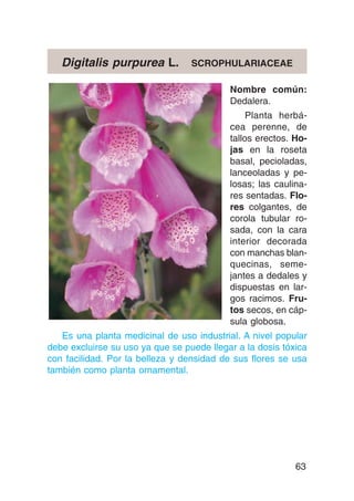 Digitalis purpurea L.          SCROPHULARIACEAE

                                           Nombre común:
                                           Dedalera.
                                                Planta herbá-
                                           cea perenne, de
                                           tallos erectos. Ho-
                                           jas en la roseta
                                           basal, pecioladas,
                                           lanceoladas y pe-
                                           losas; las caulina-
                                           res sentadas. Flo-
                                           res colgantes, de
                                           corola tubular ro-
                                           sada, con la cara
                                           interior decorada
                                           con manchas blan-
                                           quecinas, seme-
                                           jantes a dedales y
                                           dispuestas en lar-
                                           gos racimos. Fru-
                                           tos secos, en cáp-
                                           sula globosa.
   Es una planta medicinal de uso industrial. A nivel popular
debe excluirse su uso ya que se puede llegar a la dosis tóxica
con facilidad. Por la belleza y densidad de sus flores se usa
también como planta ornamental.




                                                           63
 