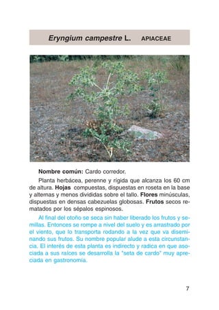 Eryngium campestre L.                 APIACEAE




   Nombre común: Cardo corredor.
    Planta herbácea, perenne y rígida que alcanza los 60 cm
de altura. Hojas compuestas, dispuestas en roseta en la base
y alternas y menos divididas sobre el tallo. Flores minúsculas,
dispuestas en densas cabezuelas globosas. Frutos secos re-
matados por los sépalos espinosos.
    Al final del otoño se seca sin haber liberado los frutos y se-
millas. Entonces se rompe a nivel del suelo y es arrastrado por
el viento, que lo transporta rodando a la vez que va disemi-
nando sus frutos. Su nombre popular alude a esta circunstan-
cia. El interés de esta planta es indirecto y radica en que aso-
ciada a sus raíces se desarrolla la "seta de cardo" muy apre-
ciada en gastronomía.



                                                                7
 
